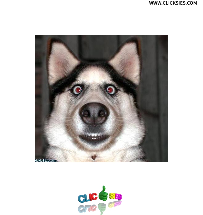 Dog Selfie - www.clicksies.com