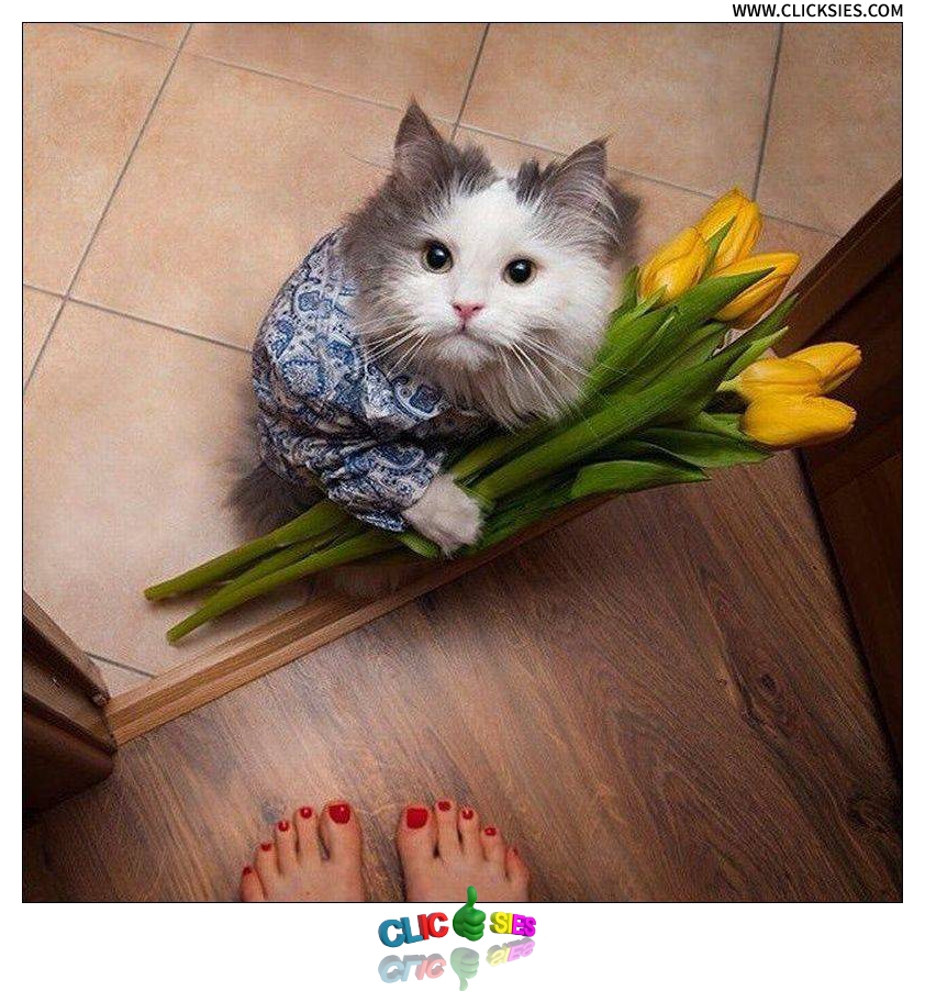 A Cat In Love - www.clicksies.com