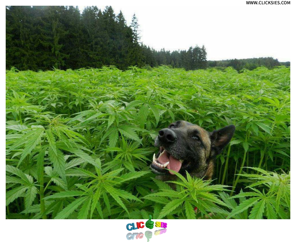 Marijuana Intoxication Dog - www.clicksies.com
