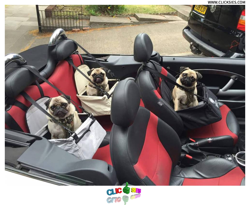 Pug Car Seats - www.clicksies.com