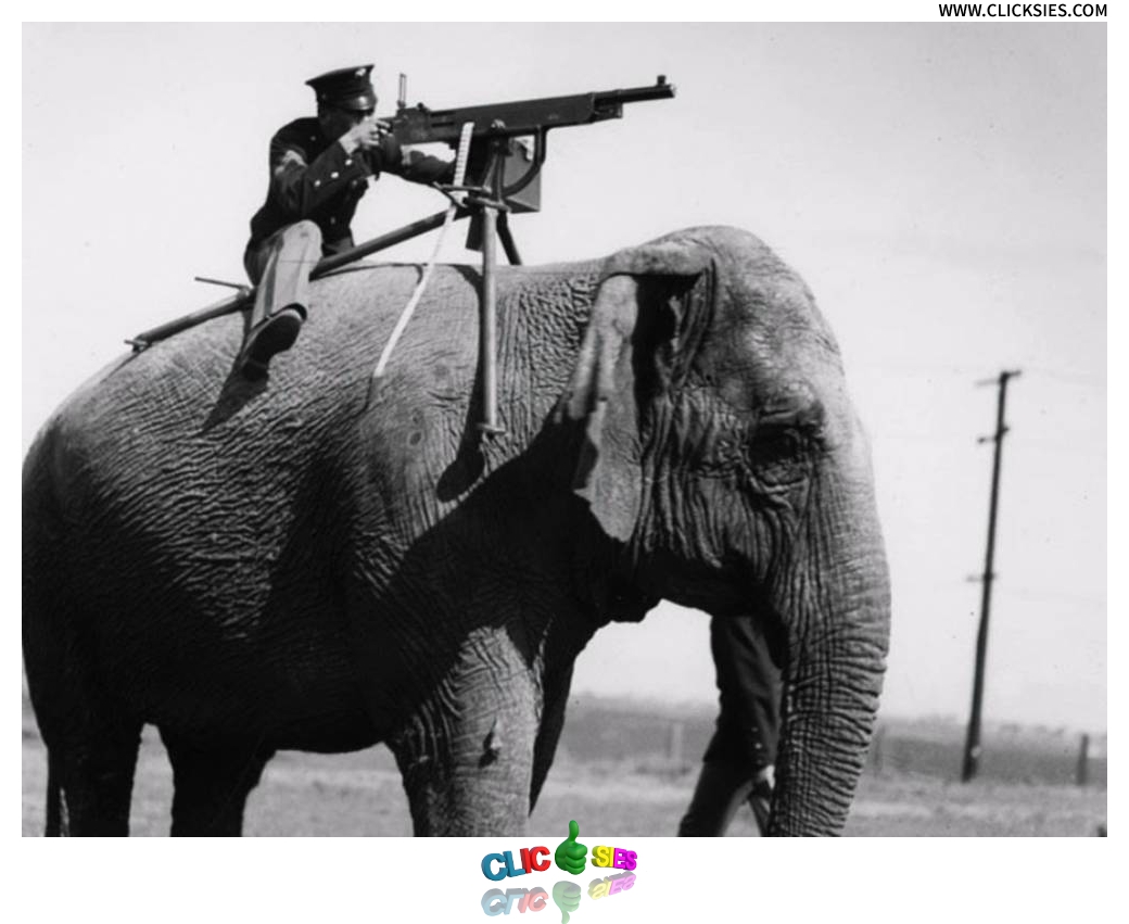 Unbelievable instances of animals in the military - www.clicksies.com