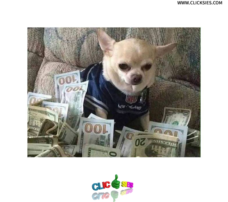 50 Cent's Dog - www.clicksies.com