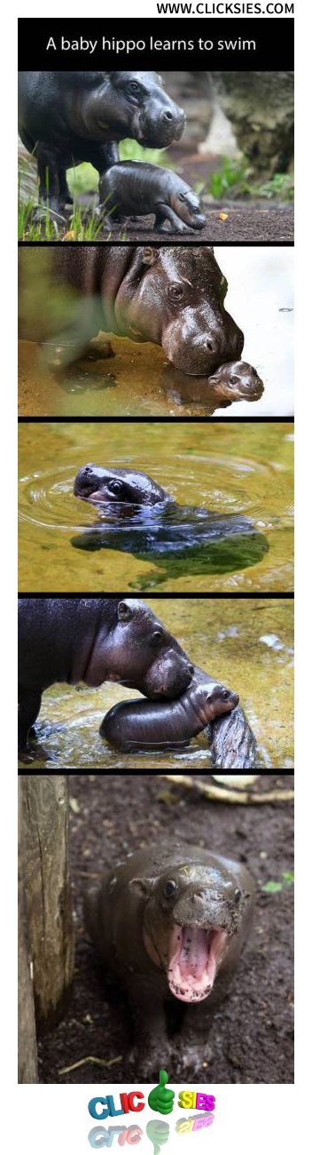 Little hippo learning to swim for the first time - www.clicksies.com