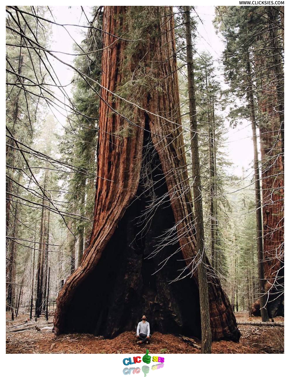 The heart tree in Sequoia National Park California - www.clicksies.com