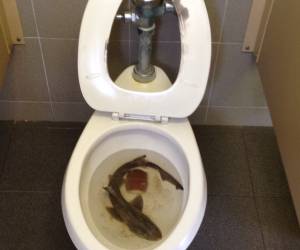 Surprises!!! Baby shark in toilet