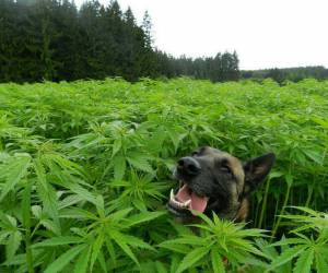 Marijuana Intoxication Dog