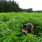 Marijuana Intoxication Dog