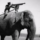 Unbelievable instances of animals in the military