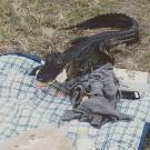 Alligator Crashes UF Student's Picnic