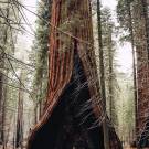 The heart tree in Sequoia National Park California